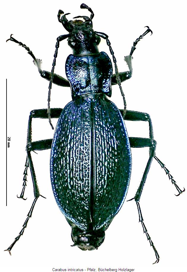 carabus_intricatus_hab2.jpg