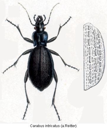 carabus_intricatus_rtt.jpg