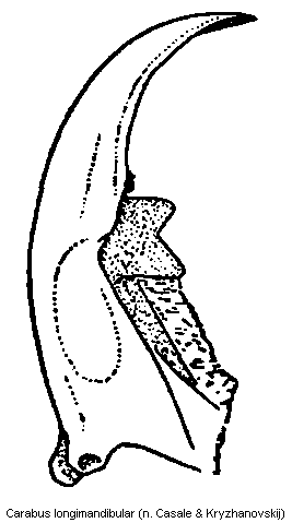carabus_longimandibular.gif