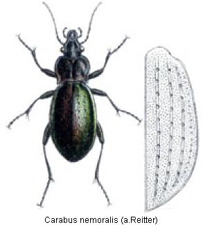 carabus_nemoralis_rtt.jpg