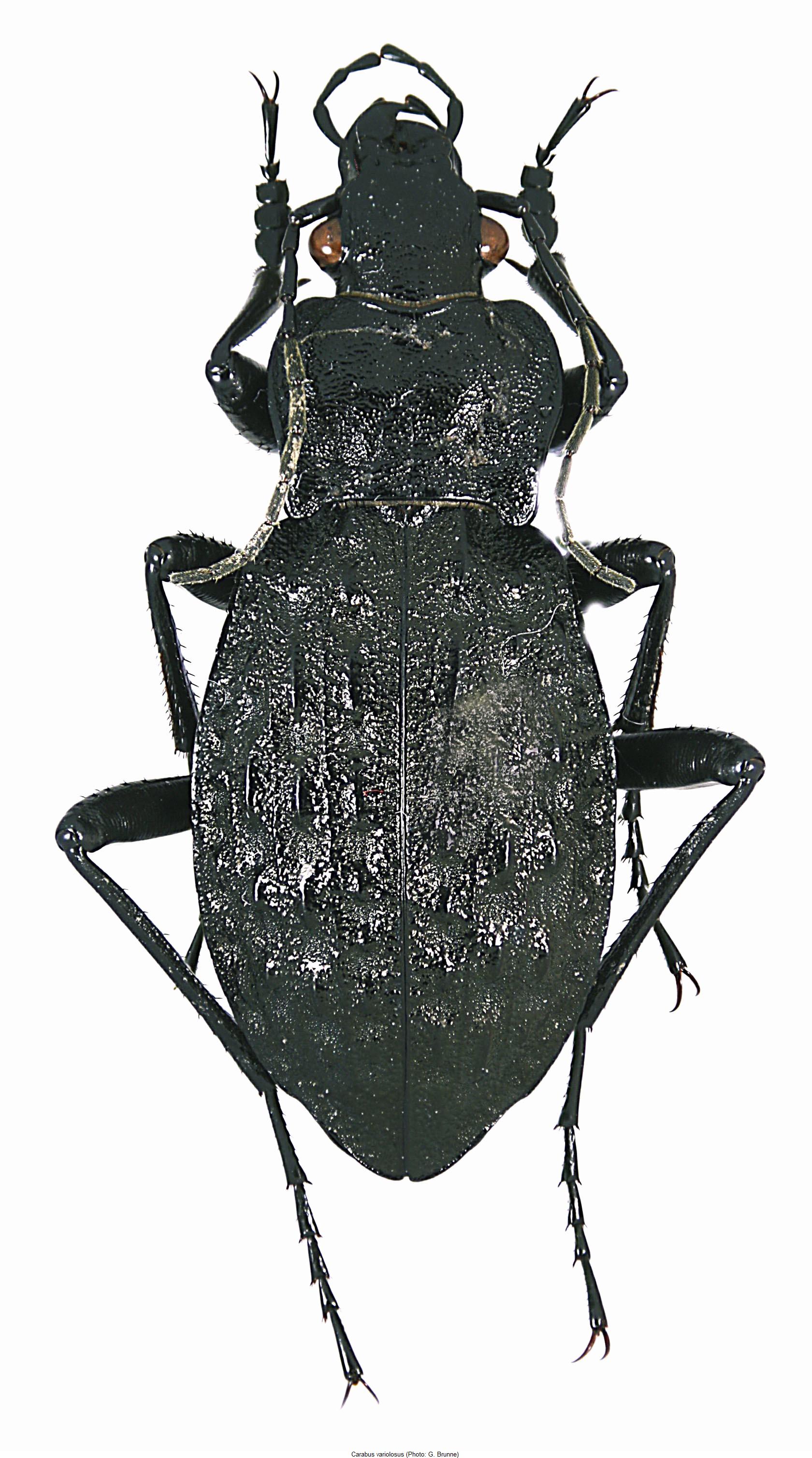 carabus_nodulosus.jpg