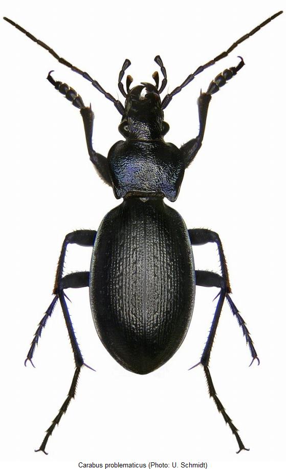 carabus_problematicus_hab3.jpg