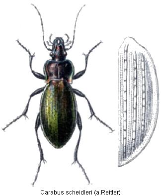 carabus_scheidleri_rtt.jpg