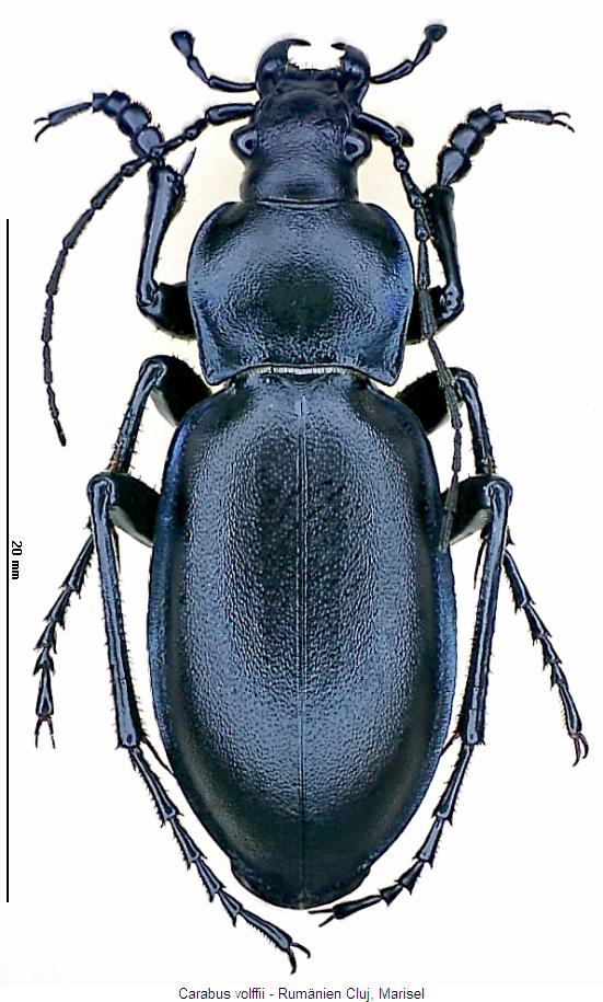 carabus_volffii_hab.jpg