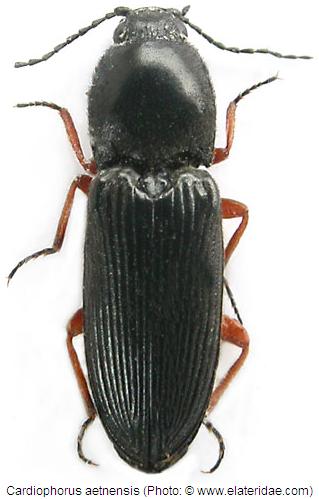 cardiophorus_aetnensis_hab.jpg