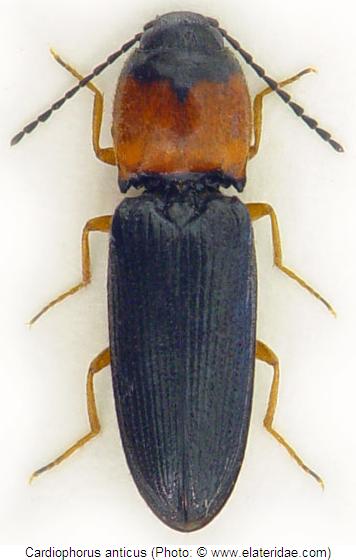 cardiophorus_anticus_hab.jpg
