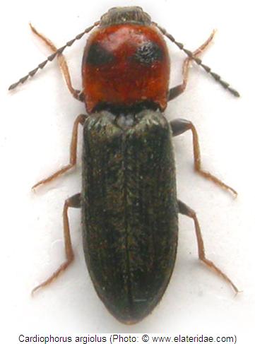 cardiophorus_argiolus_hab.jpg