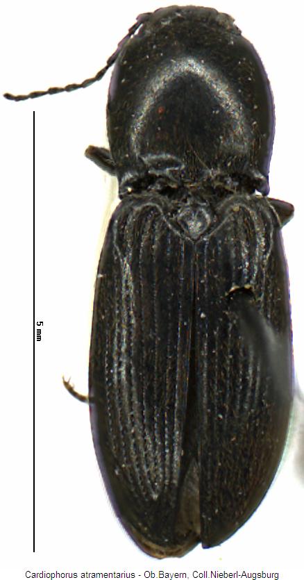 cardiophorus_atramentarius_hab.jpg
