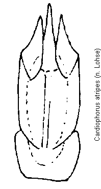 cardiophorus_atripes.gif