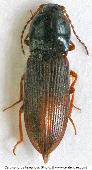 cardiophorus_balearicus_hab.jpg