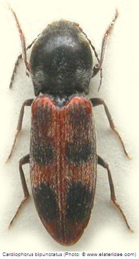 cardiophorus_bipunctatus_hab3.jpg