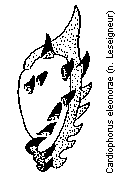 cardiophorus_eleonorae_bursa.gif