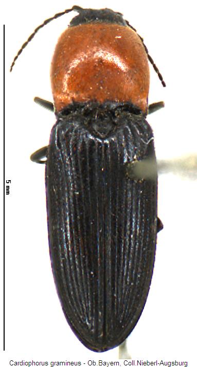 cardiophorus_gramineus_hab.jpg