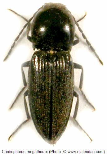 cardiophorus_megathorax_hab.jpg