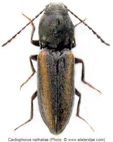 cardiophorus_nathalieae_hab.jpg