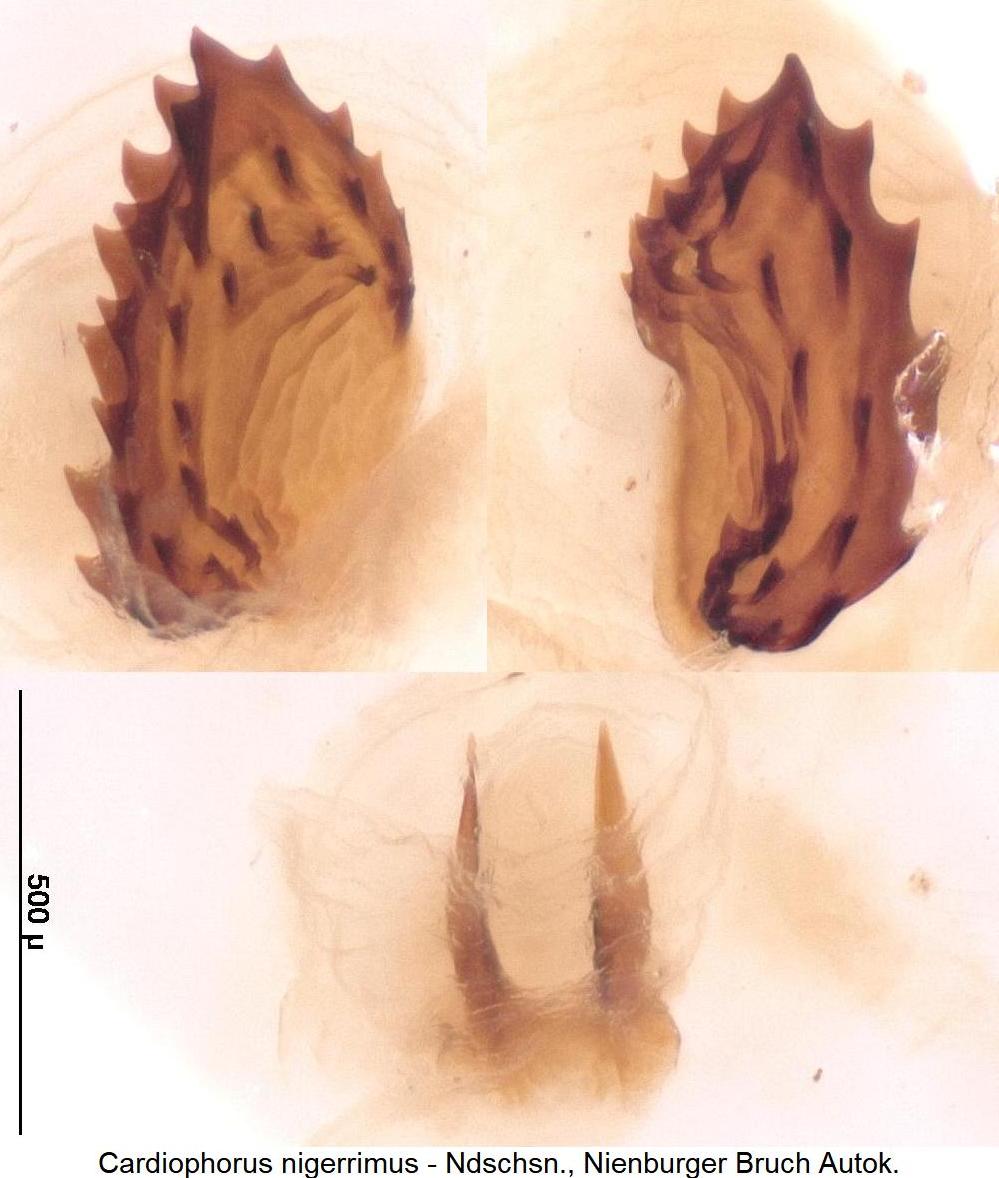 cardiophorus_nigerrimus_bur.jpg