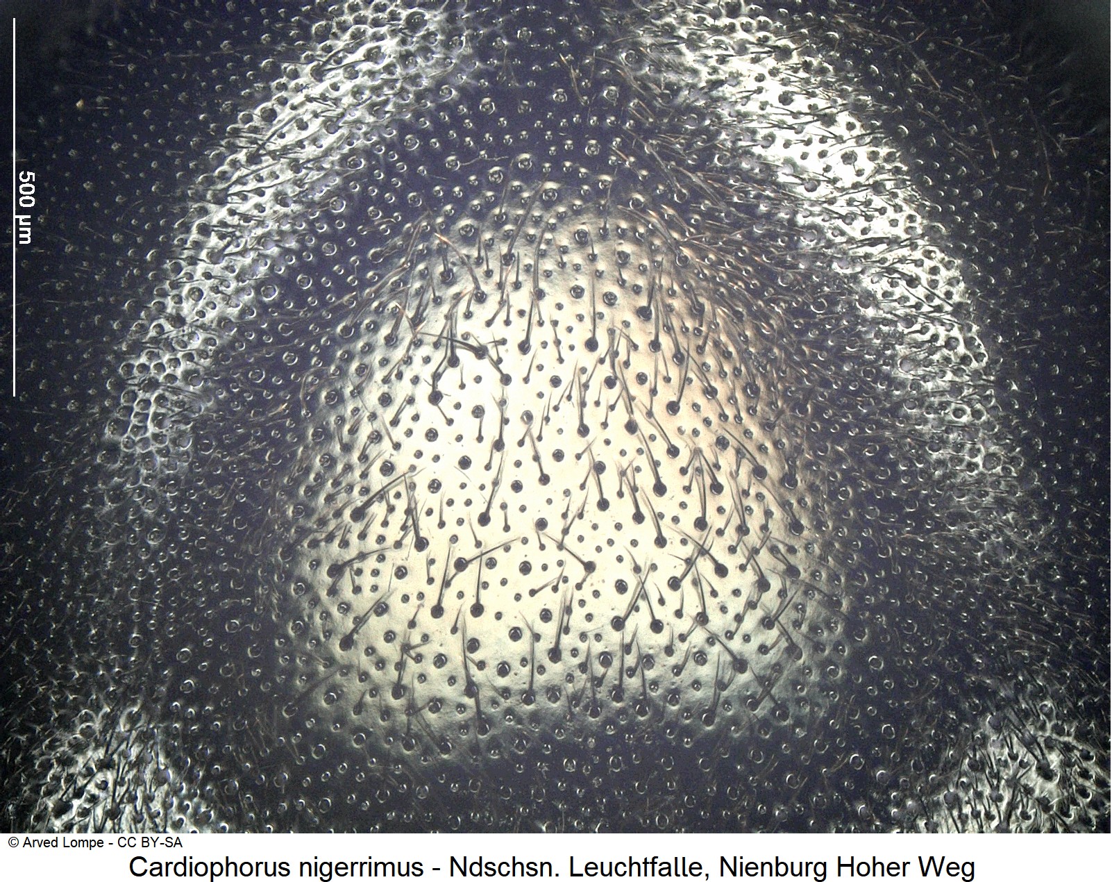 cardiophorus_nigerrimus_ck38100165_hsch_ms.jpg