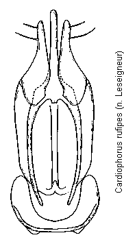 cardiophorus_rufipes.gif