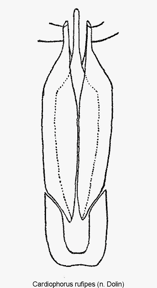 cardiophorus_rufipes1.gif