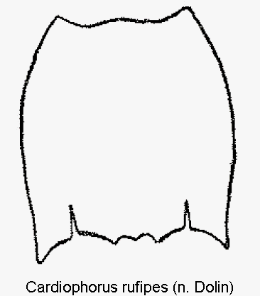 cardiophorus_rufipes_hsch1.gif