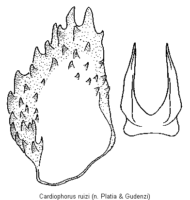 cardiophorus_ruizi_bursa.gif