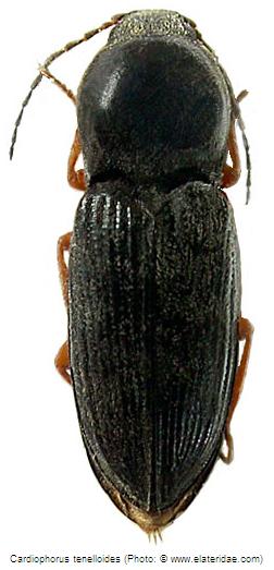 cardiophorus_tenelloides_hab.jpg