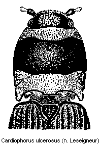 cardiophorus_ulcerosus_hsch.gif