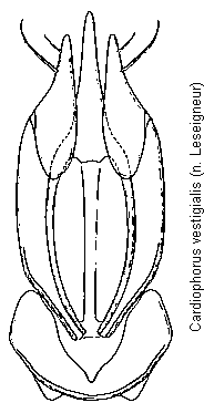 cardiophorus_vestigialis.gif