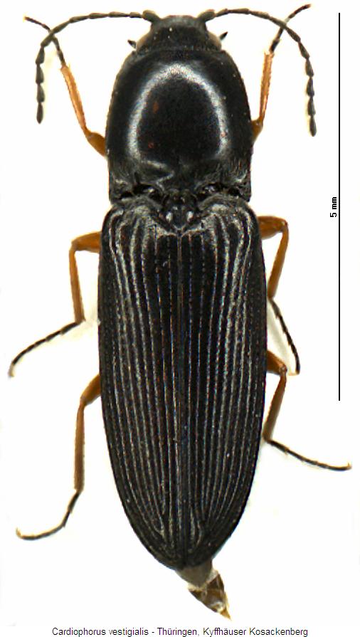 cardiophorus_vestigialis_hab.jpg