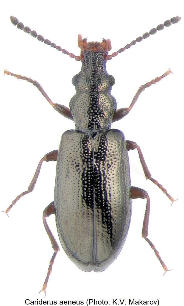 cariderus_aeneus_hab.jpg