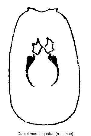 carpelimus_augustae.gif