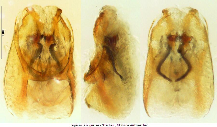 carpelimus_augustae.jpg
