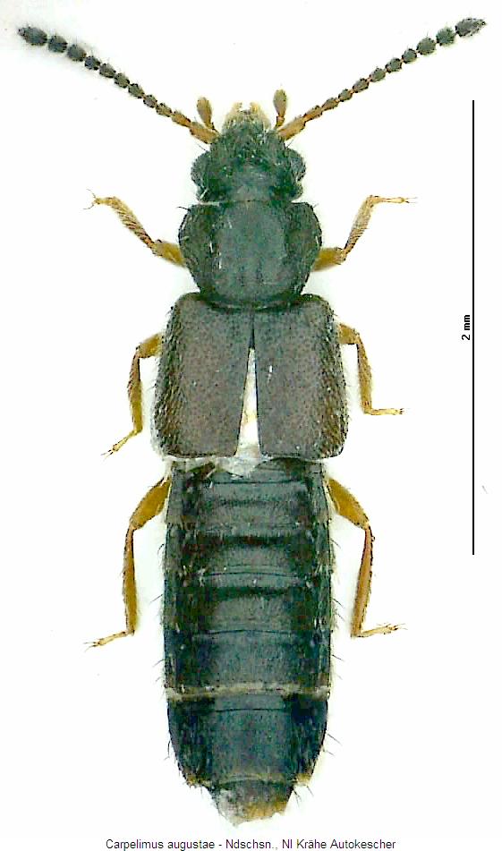 carpelimus_augustae_hab.jpg