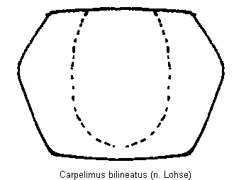 carpelimus_bilineatus_hsch.gif