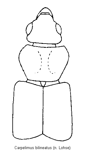 carpelimus_bilineatus_vk.gif