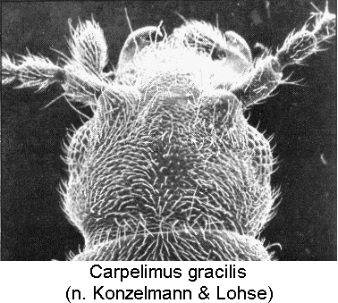 carpelimus_gracilis_k.gif