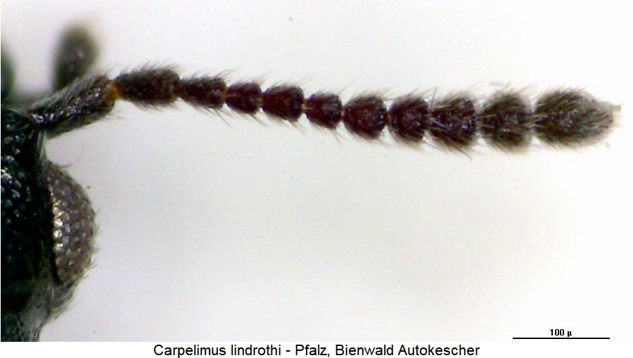 carpelimus_lindrothi_f.jpg