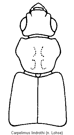 carpelimus_lindrothi_vk.gif