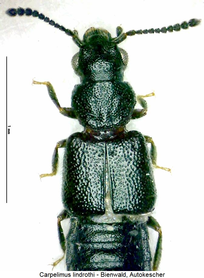 carpelimus_lindrothi_vk.jpg