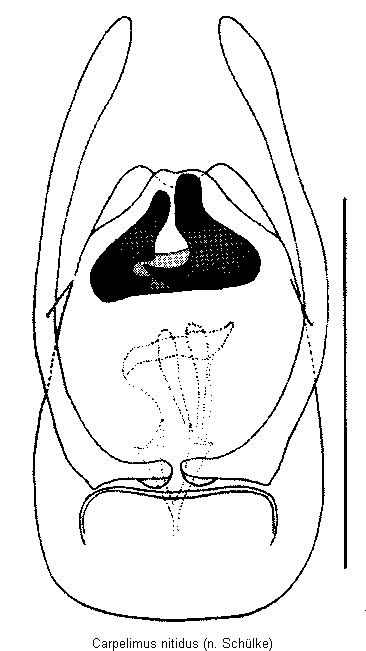 carpelimus_nitidus.gif