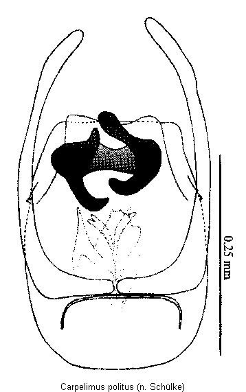 carpelimus_politus.gif