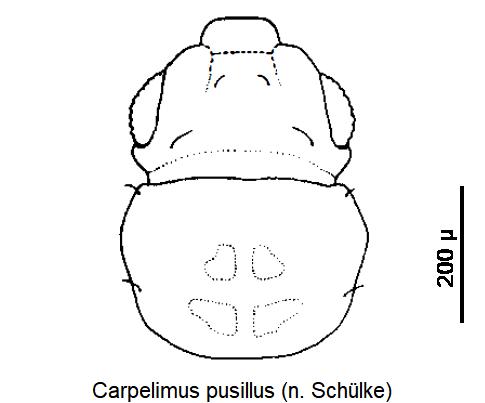 carpelimus_pusillus_k.jpg
