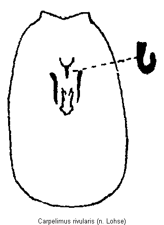 carpelimus_rivularis.gif
