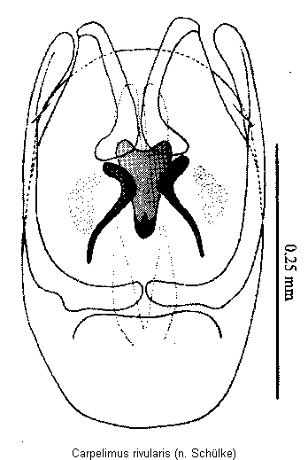 carpelimus_rivularis2.gif