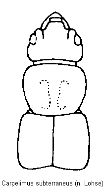 carpelimus_subterraneus_vk.gif
