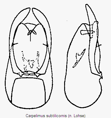 carpelimus_subtilicornis.gif