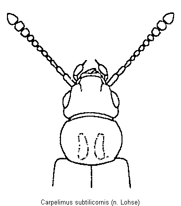 carpelimus_subtilicornis_vk.gif