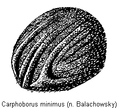 carphoborus_minimus_hlb.gif