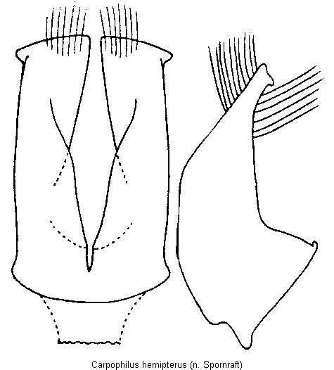 carpophilus_hemipterus.gif