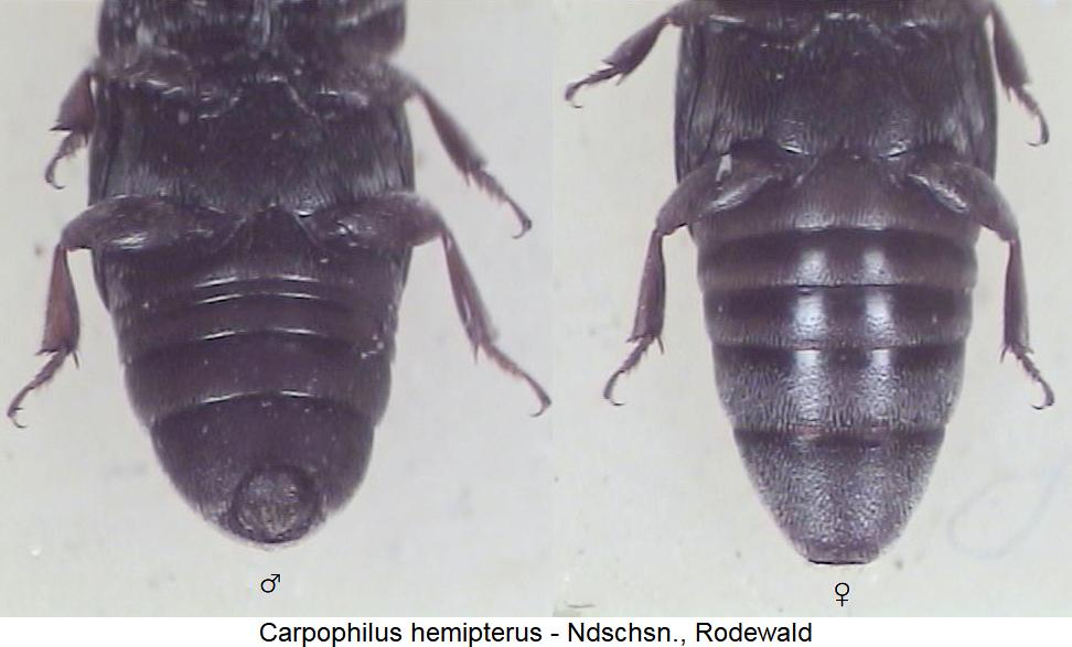 carpophilus_hemipterus_us.jpg